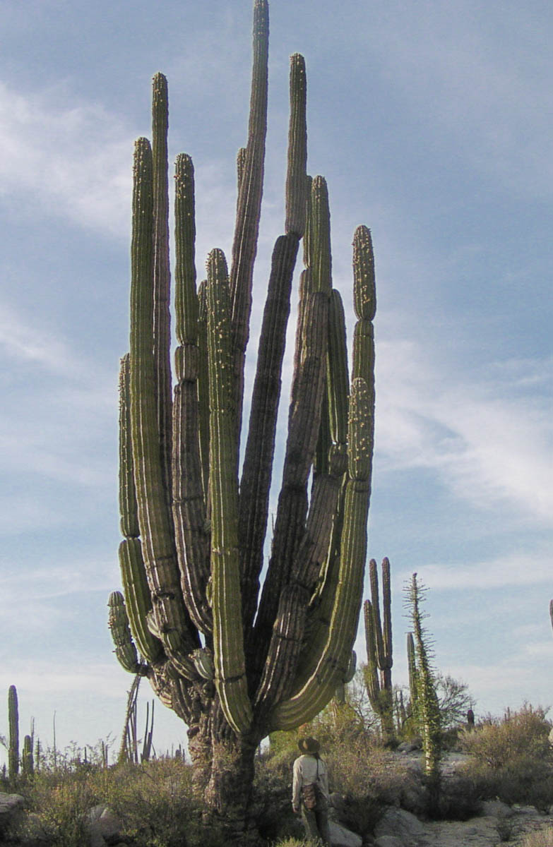 7Song-Pachycereus pringlei-Cactaceae-Cardon-Catavina-Baja,Mexico-March ...