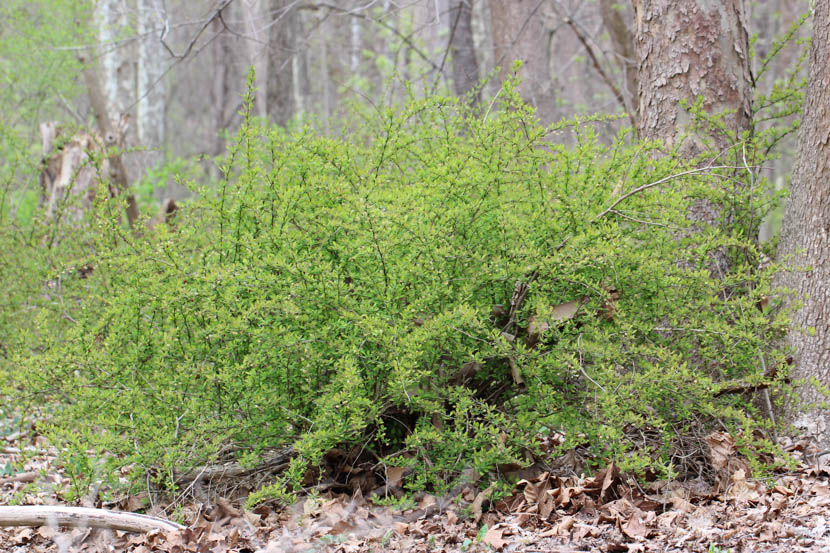 Barberry Root Tincture – Secrets Of The Tribe