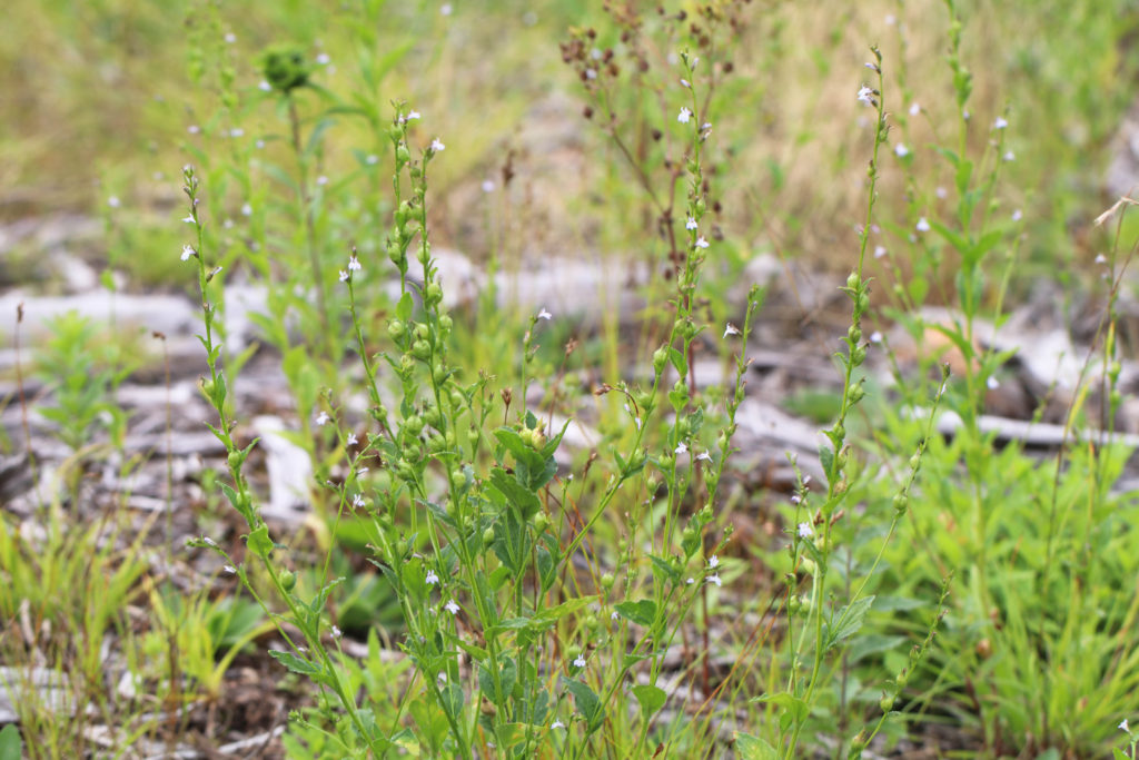 Lobelia (Lobelia inflata, Campanulaceae)