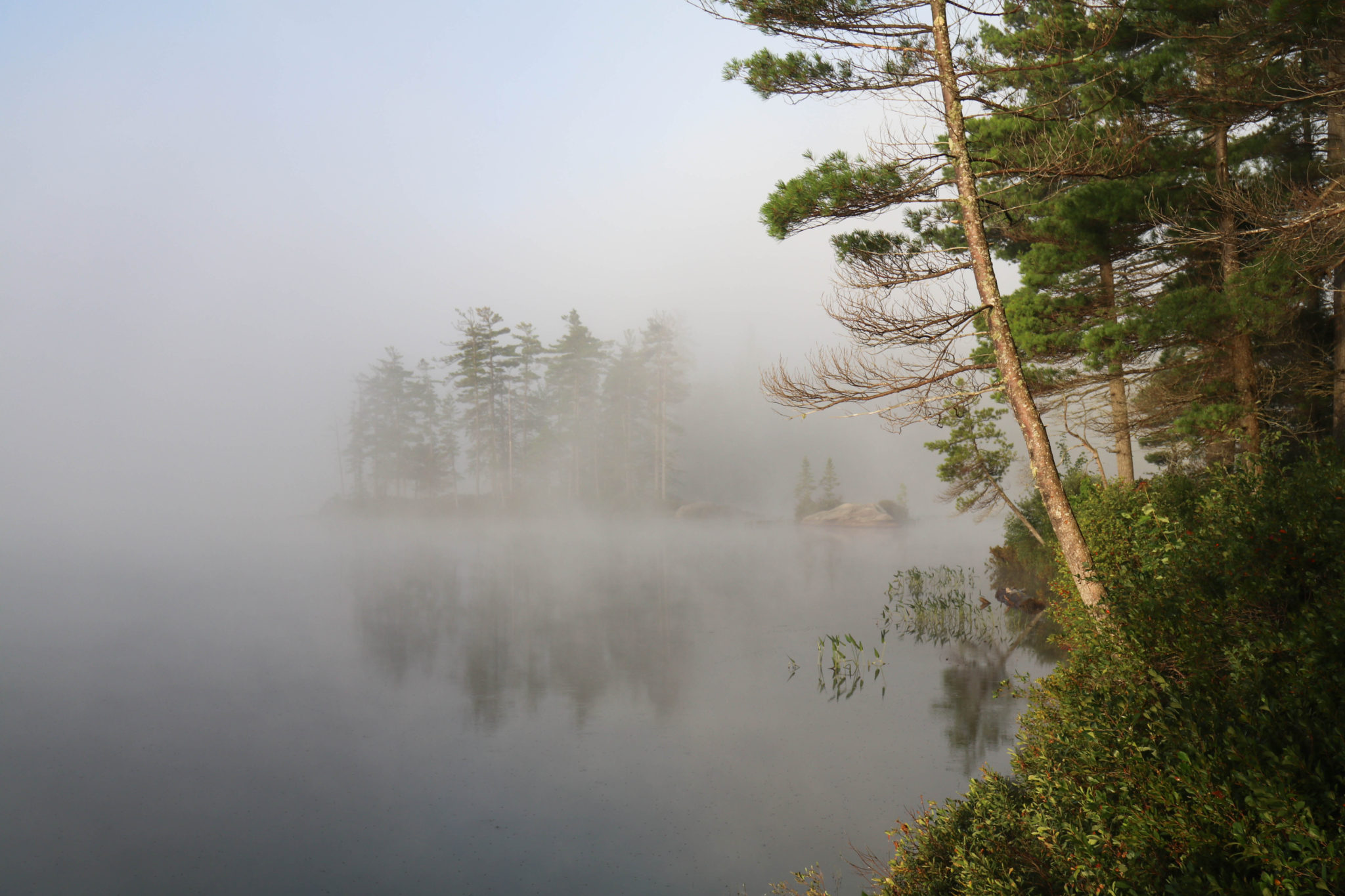 Asthma-An Herbalist’s First Aid Perspective