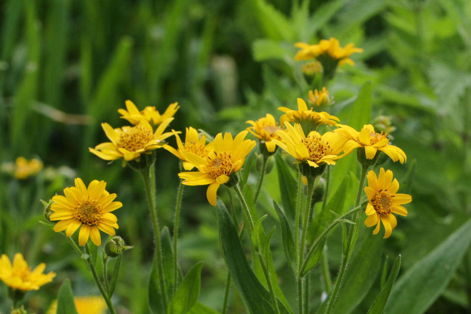 Arnica As A First Aid Medicine - Northeast School Of Botanical Medicine