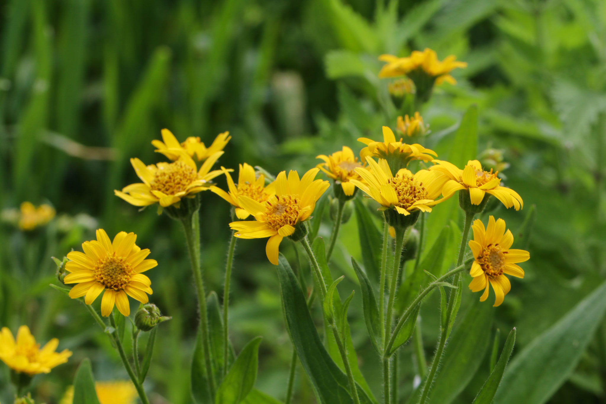 Арника Шамиссо - Arnica chamissonis;