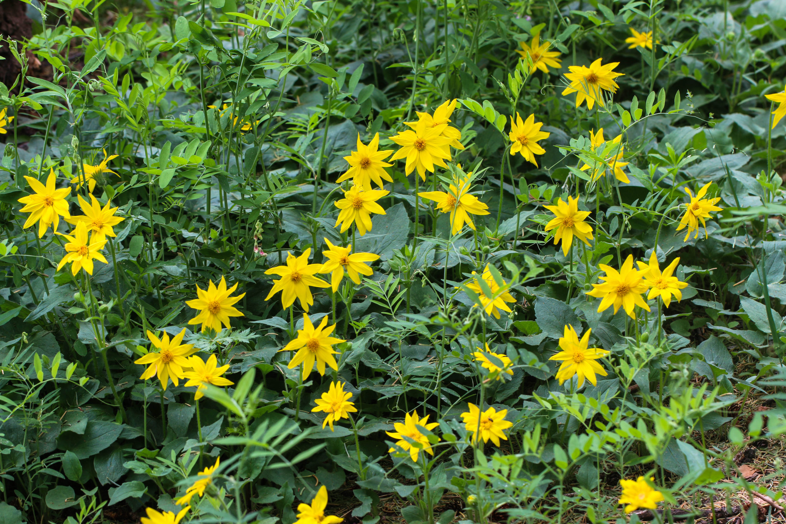 arnica-cordifolia-asteraceae-arnica-uinta-wasatch-cache-nf-near