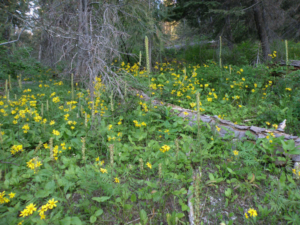 The Peculiar Pedicularis