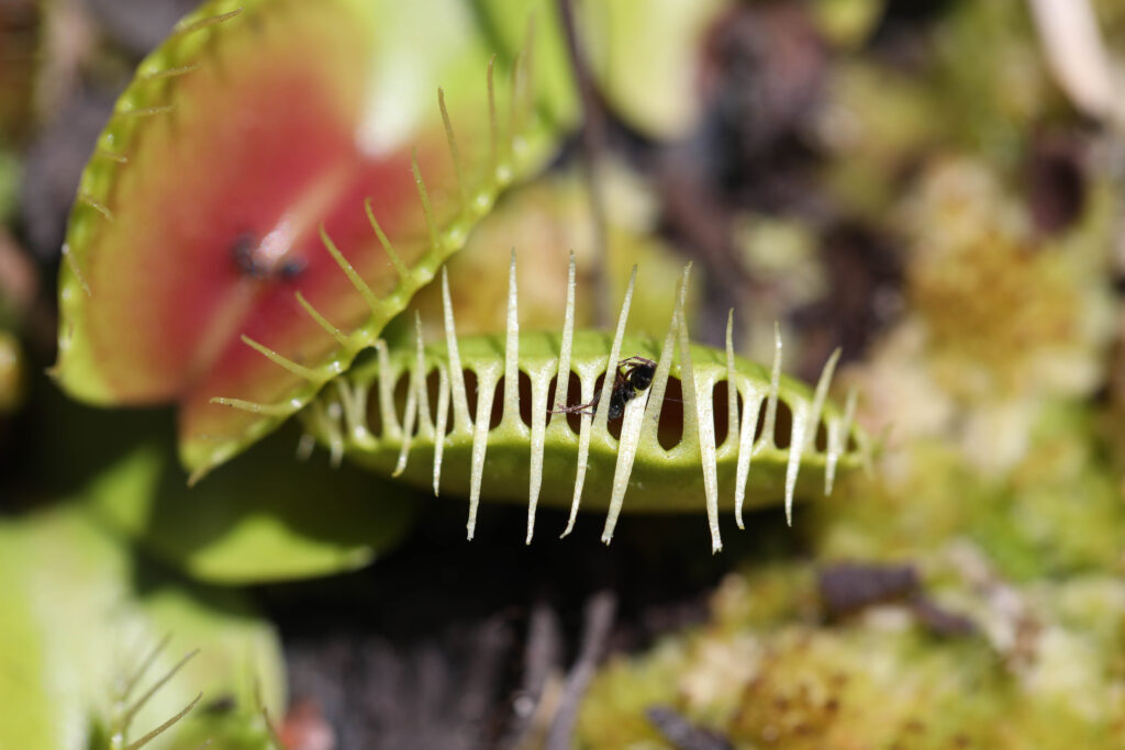 North Carolina Carnivorous Plants