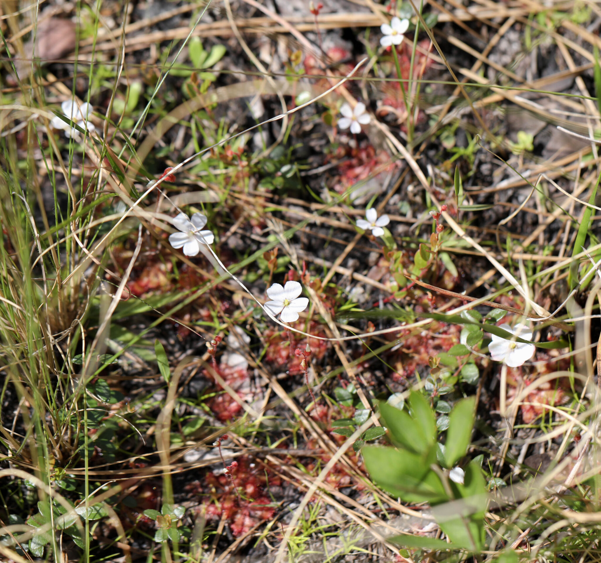 Carnivorous Plants Of The Carolina Coast - Northeast School of