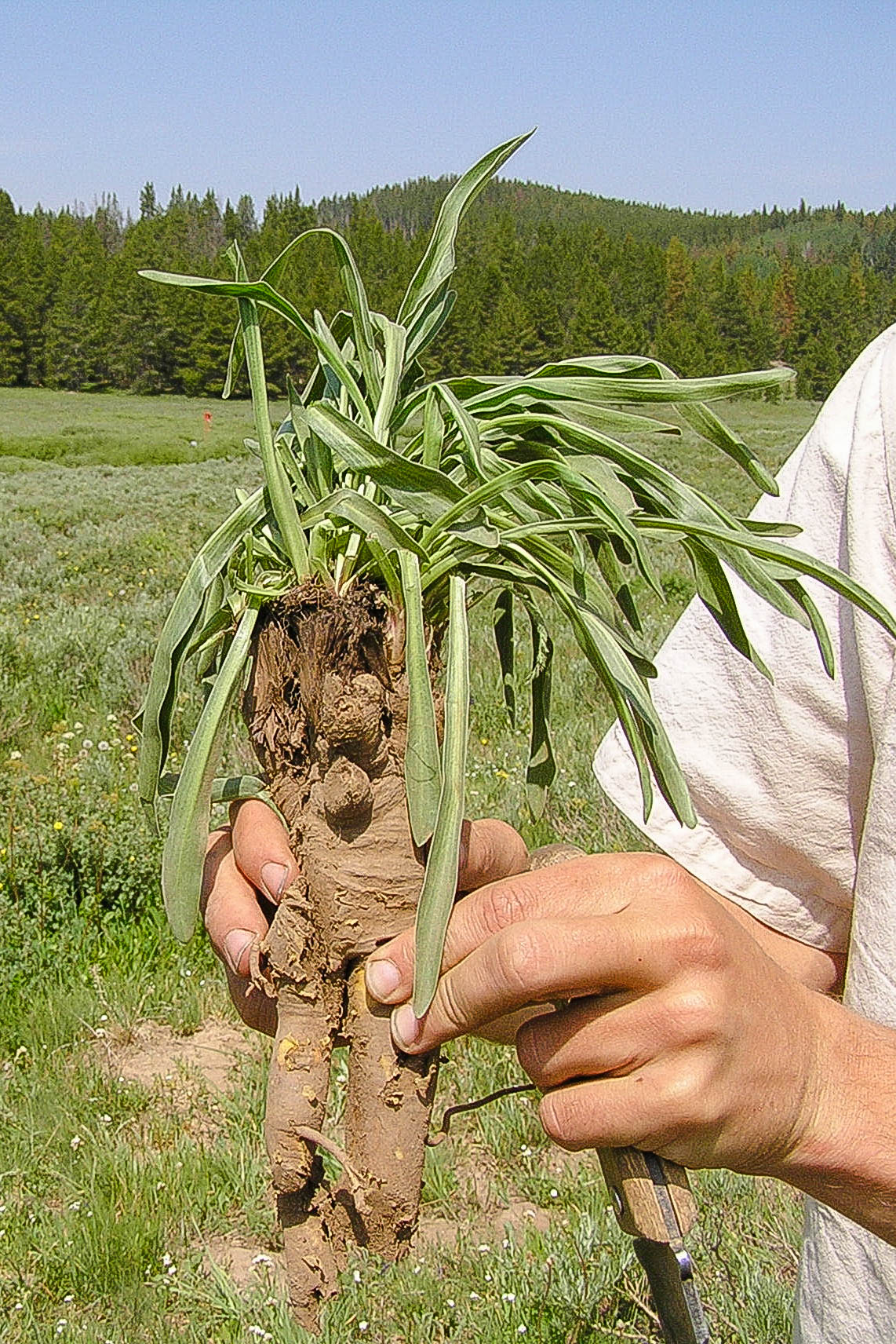 Valerian for Sleep, Pain and Anxiety - Northeast School of Botanical ...