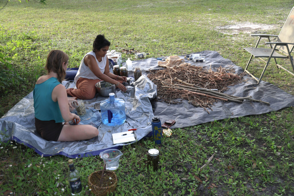 Shelby (left) and Shetal processing Jamaican dogwood.